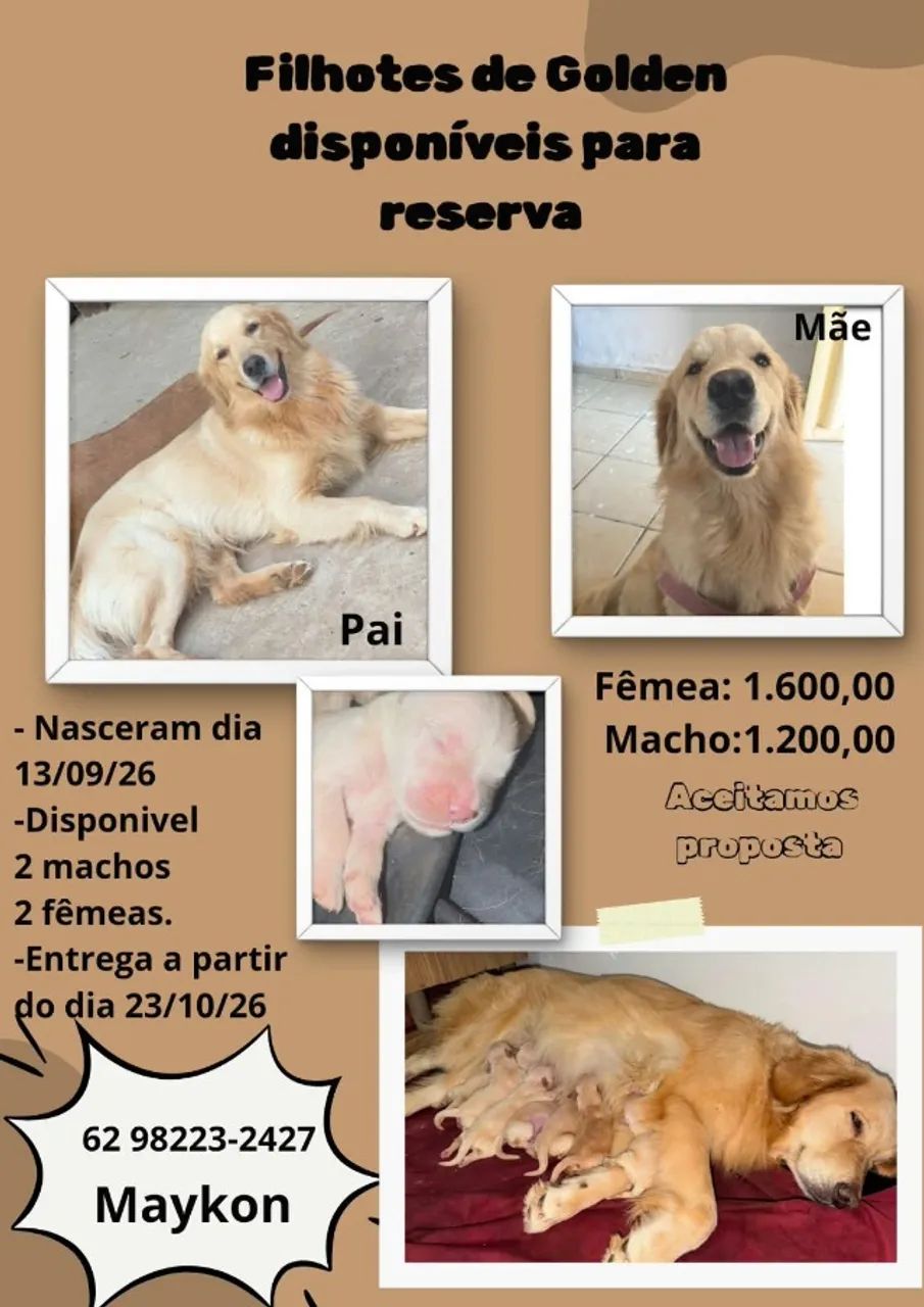 Golden Retriever 