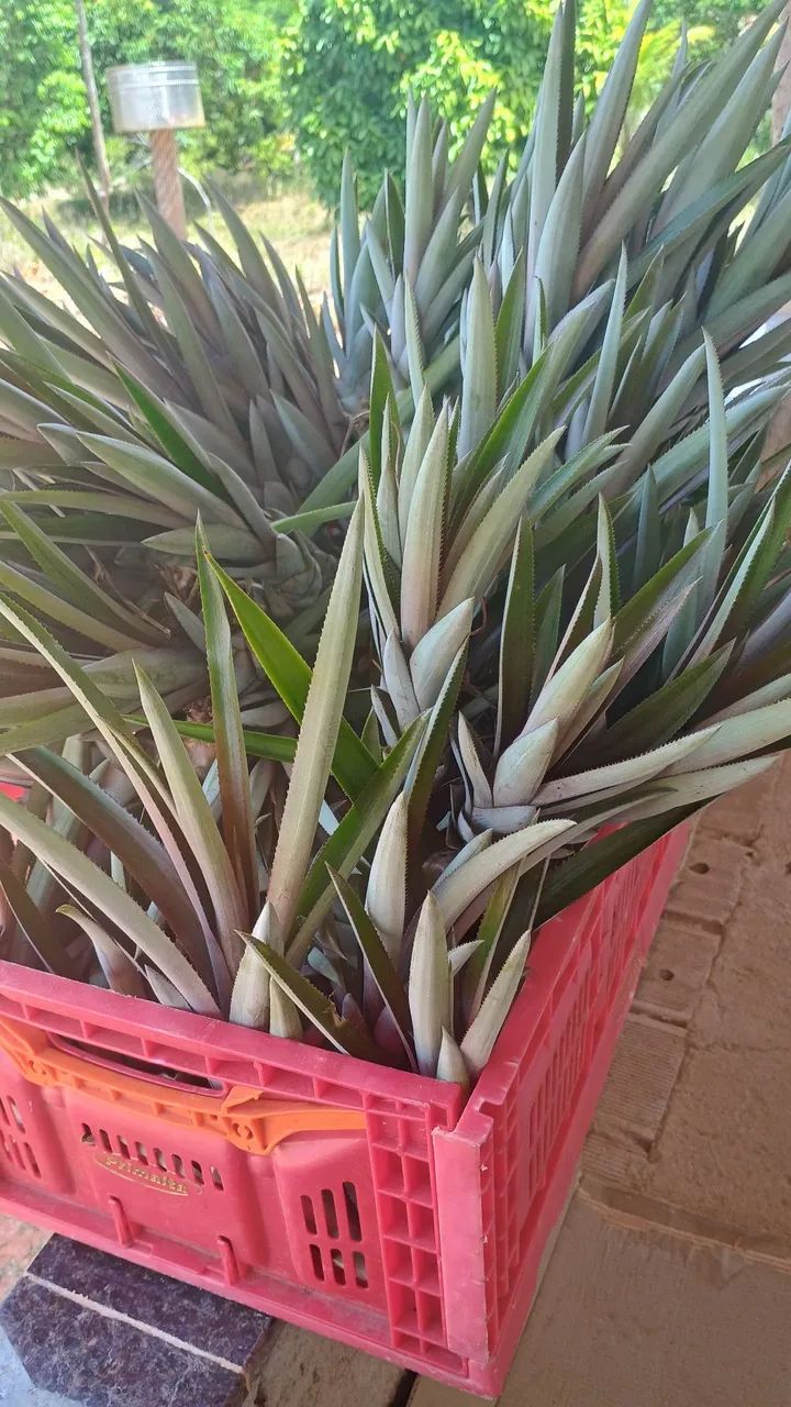 Mudas de abacaxis (flocos) - Foto 2