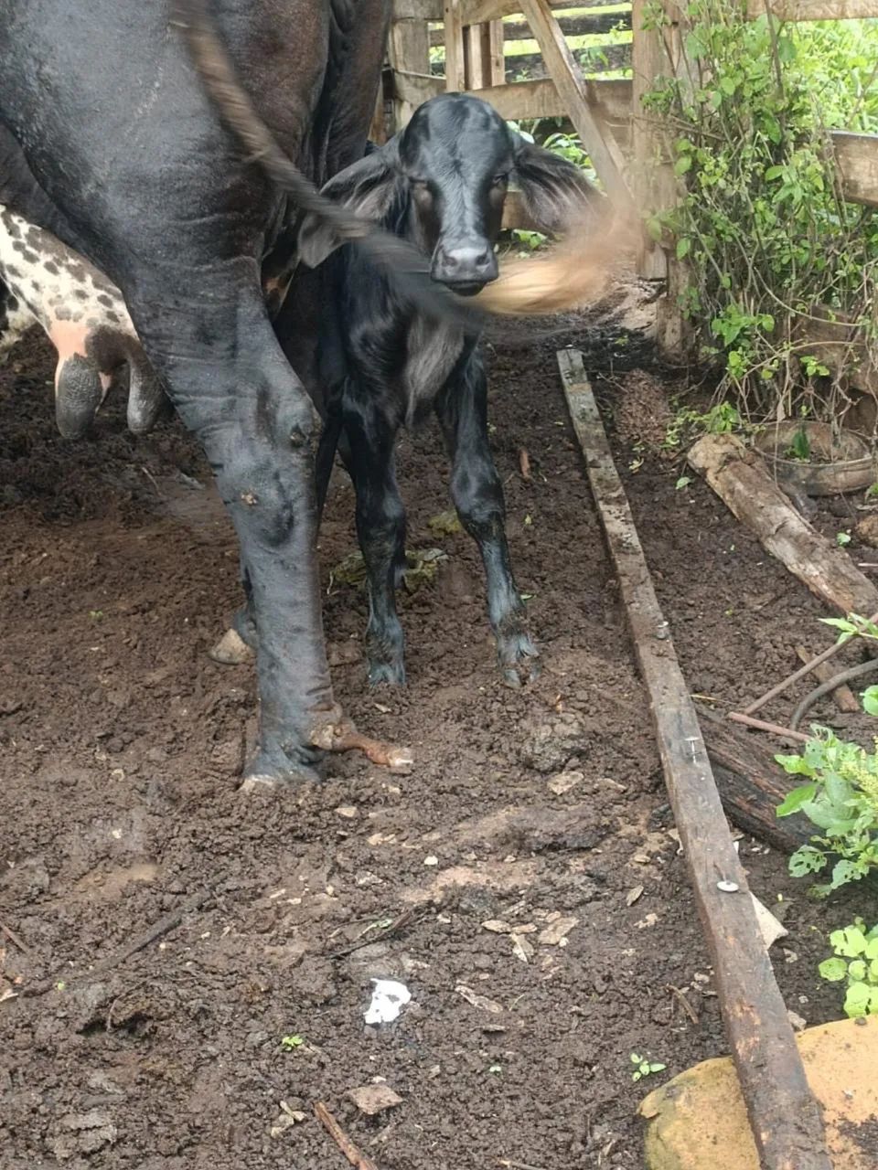 Vaca leiteira  - Foto 4