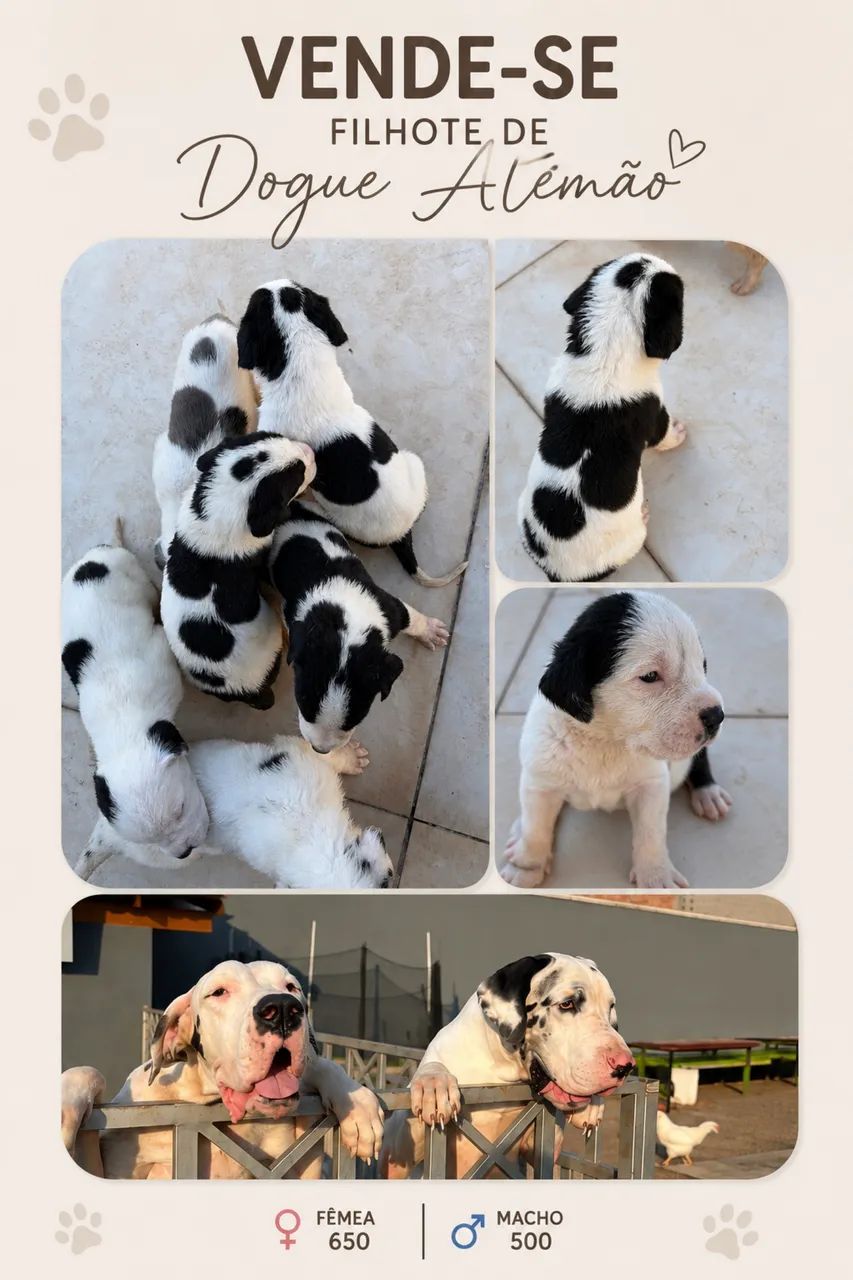 Dogue alemão  - Foto 2