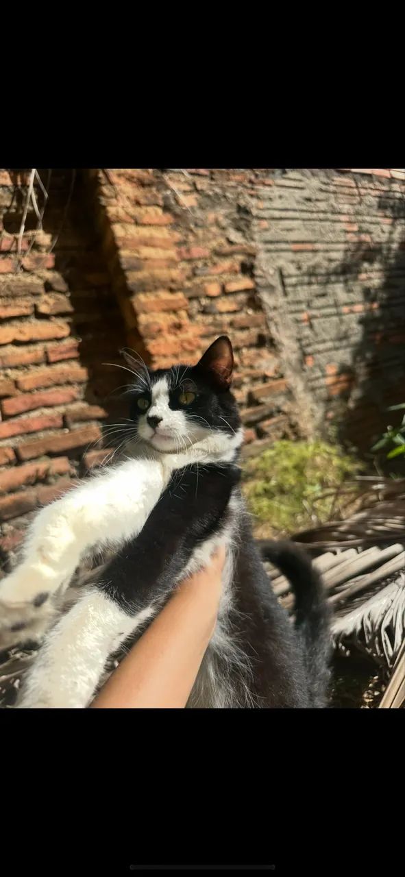 Gato raça frebik - Foto 2