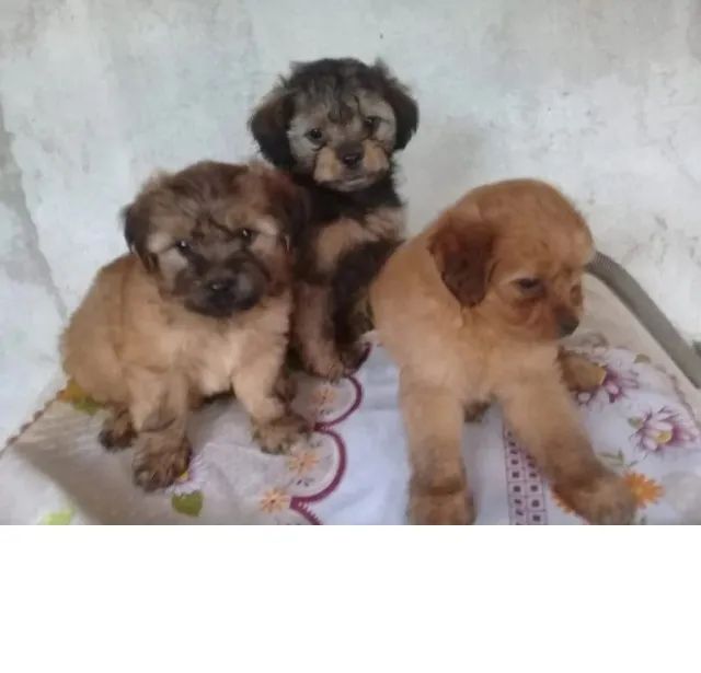 bem peludinhos e calmos 