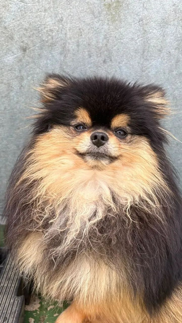 Spitz anão Black tan para cobertura  - Foto 2