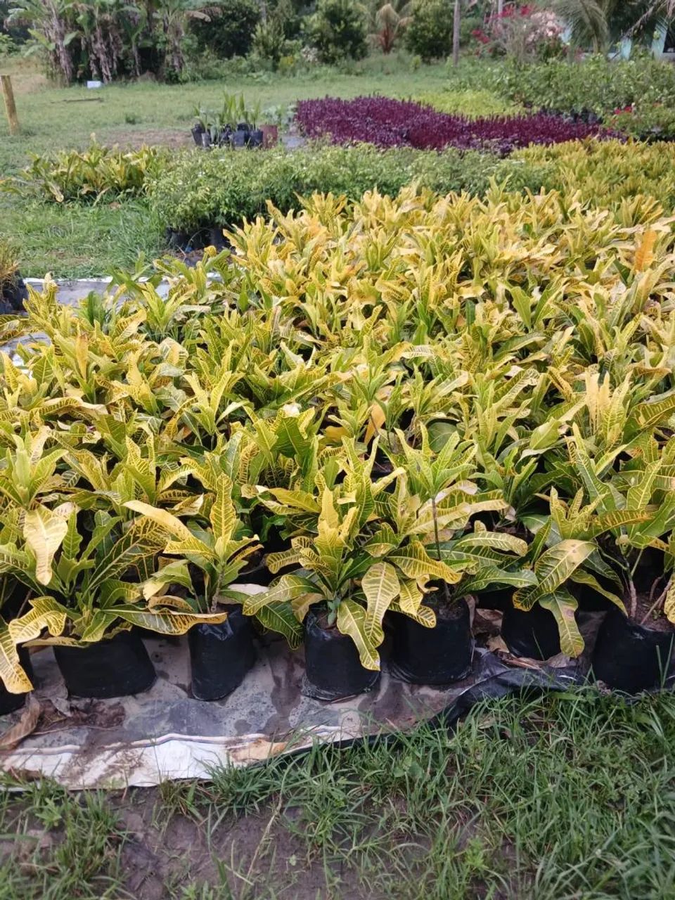 Croton Canarinho 