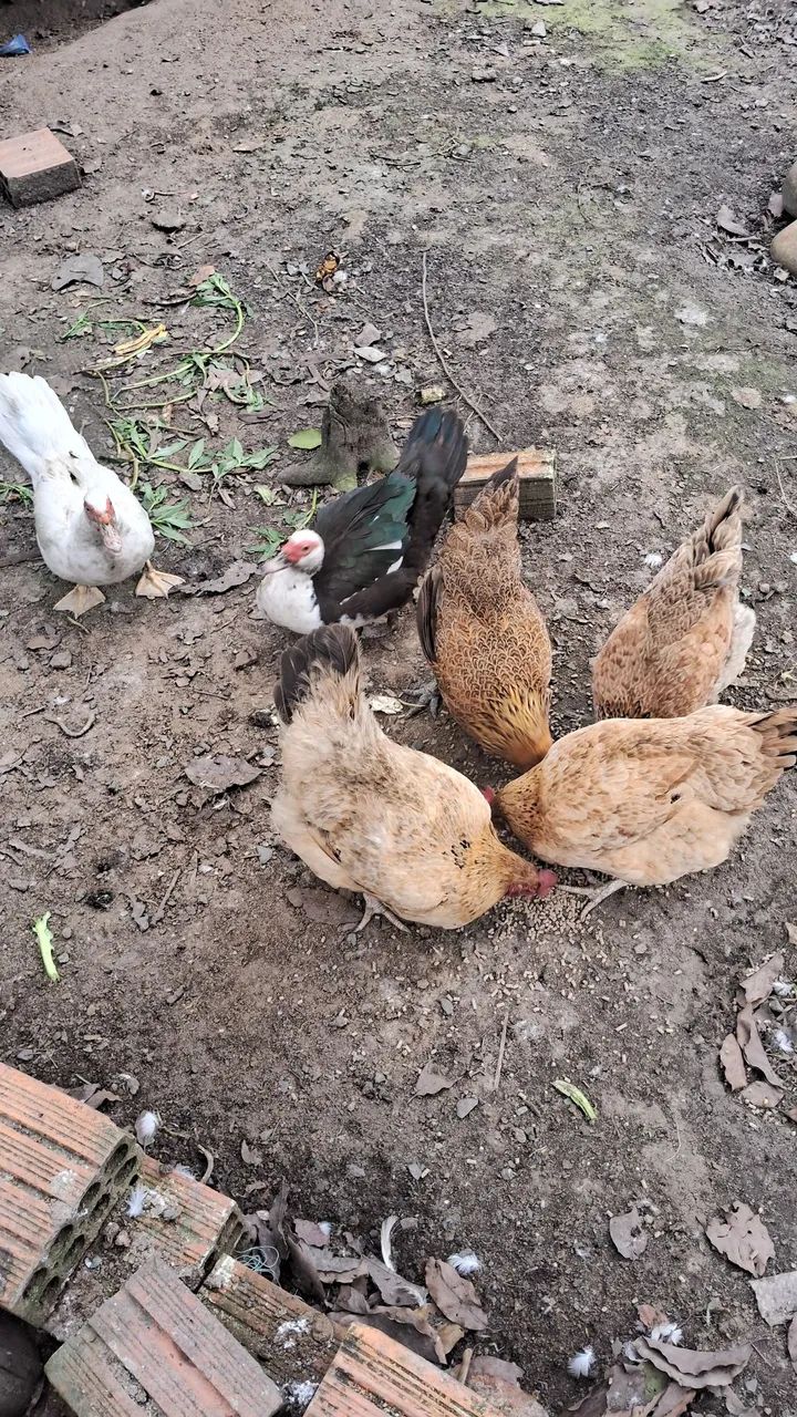 Galinhas e patas - Foto 3