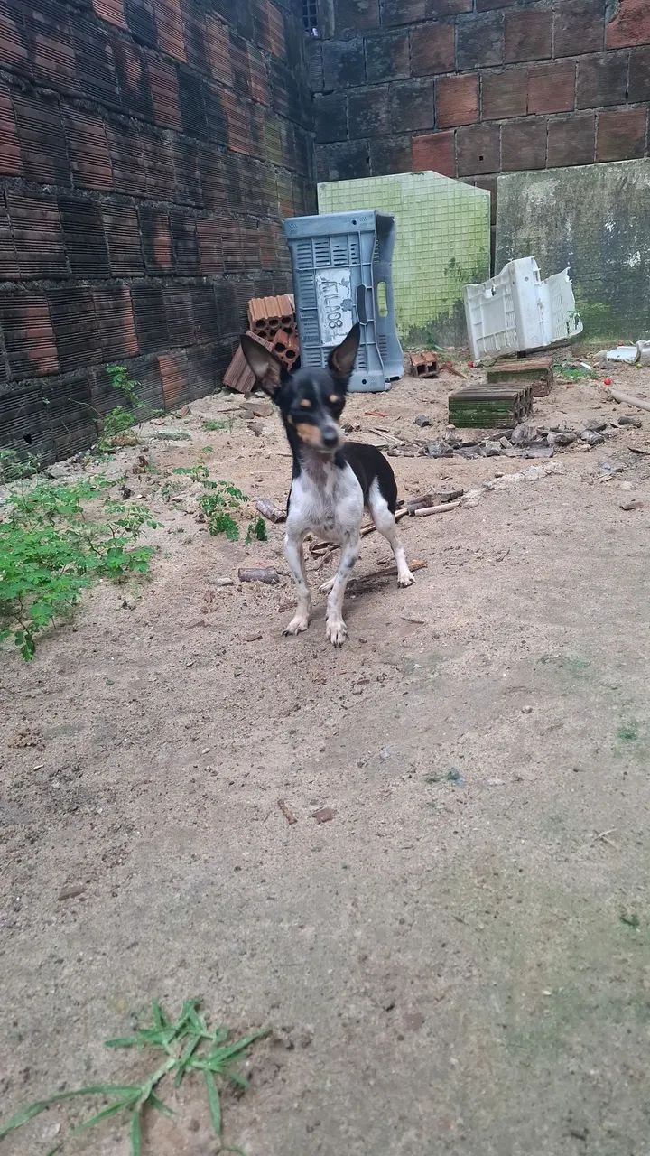 Pinscher 0 fêmea  - Foto 2