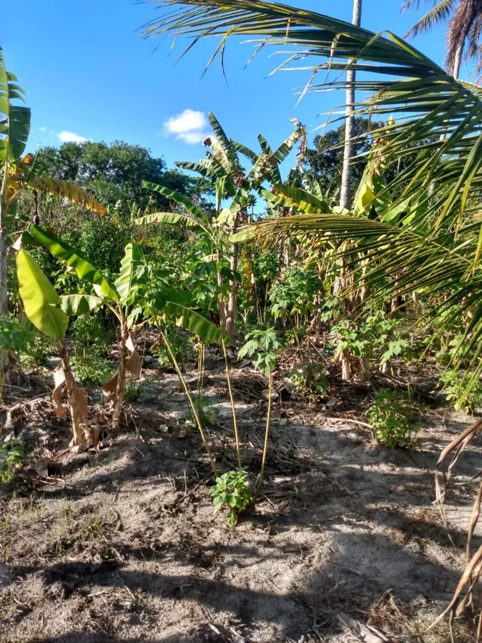 Vendo excelente sítio no povoado água bonita Itapuranga  - Foto 5