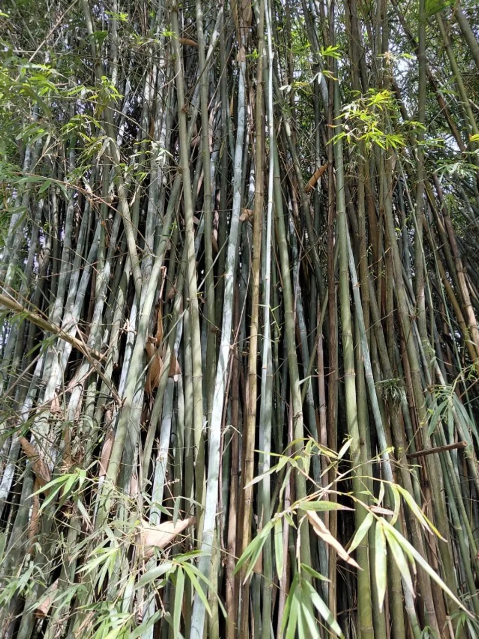 BAMBU - VARAS DE BAMBU VERDE GIGANTE - Foto 4