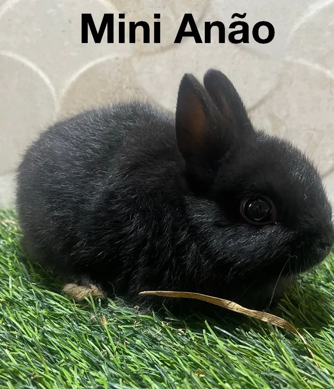 Mini Lion e mini anão  - Foto 2