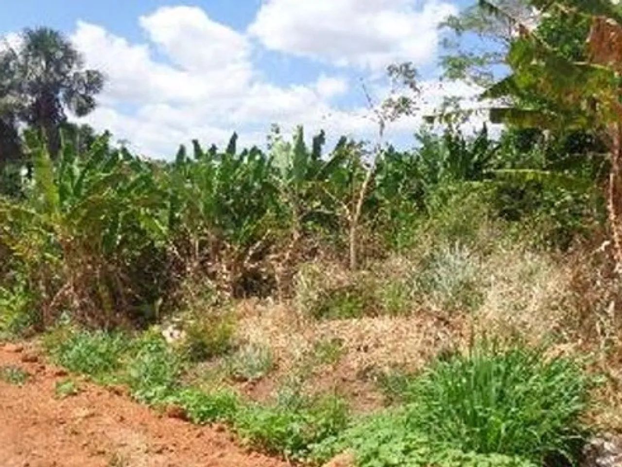 Terreno 600 m² - Centro - Sítio Novo - MA - Foto 3