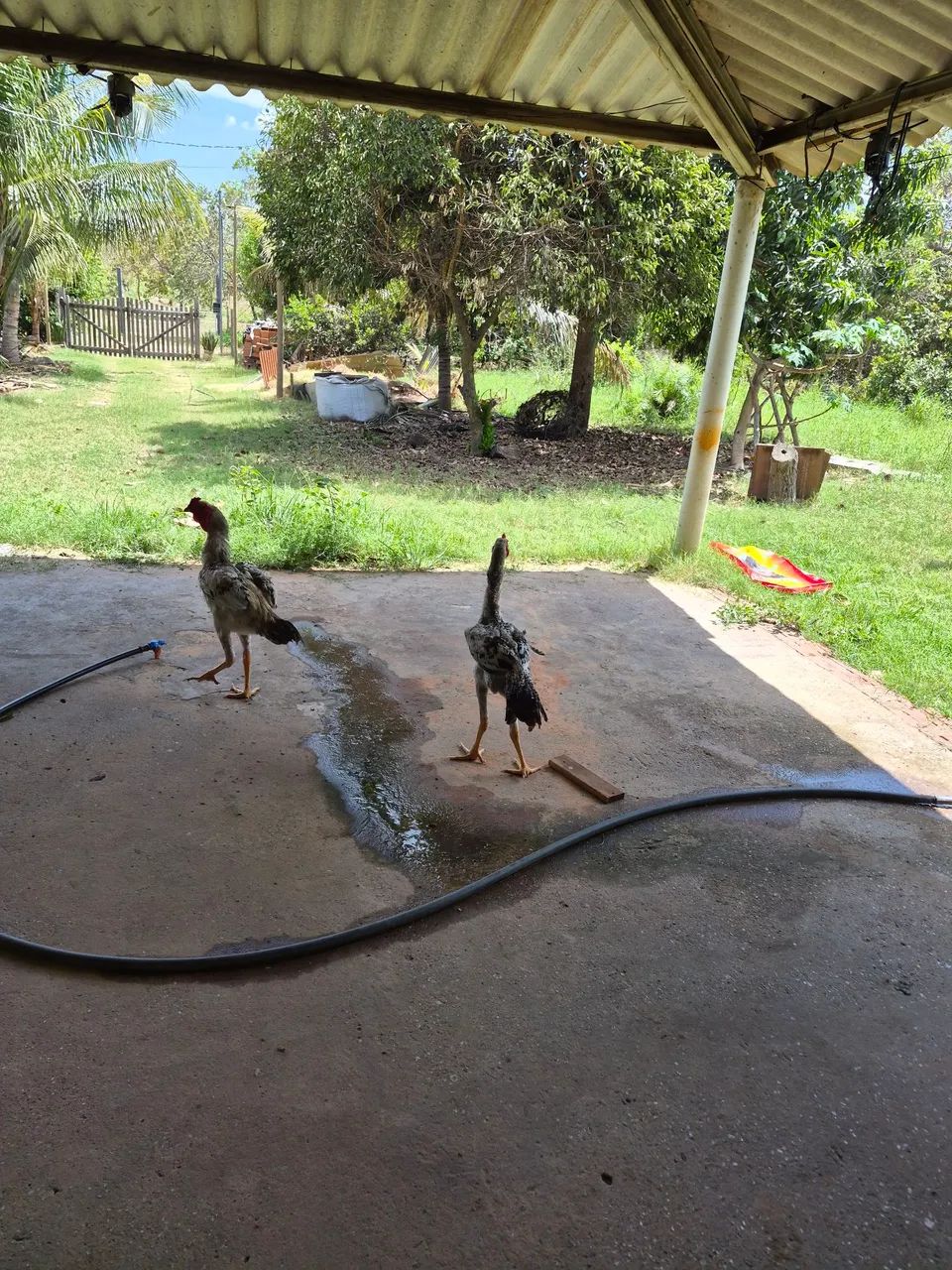 Frango caipira 
