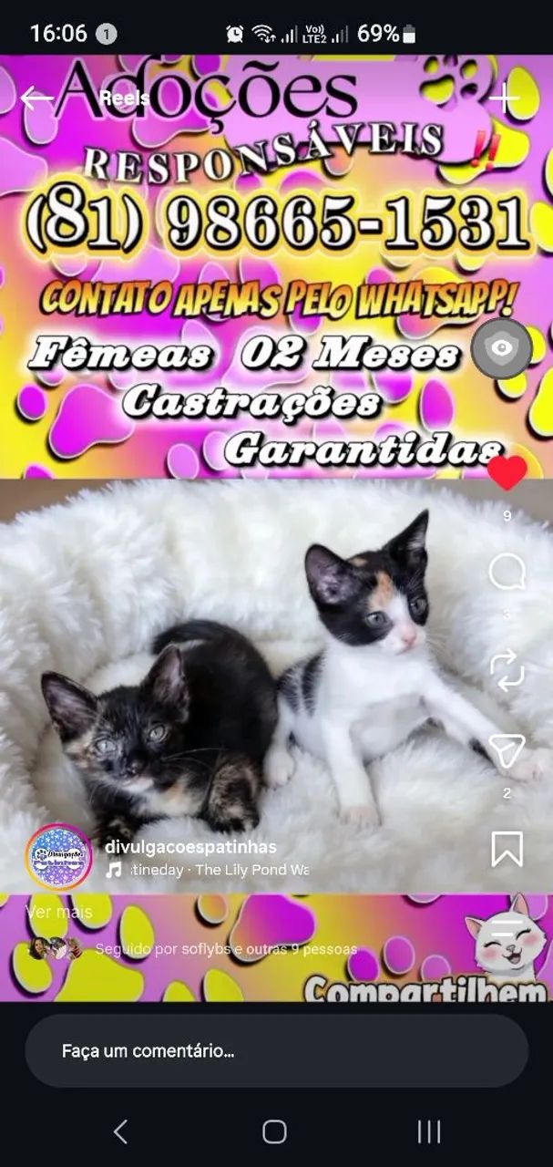 Adoção de gatinhas!  - Foto 2