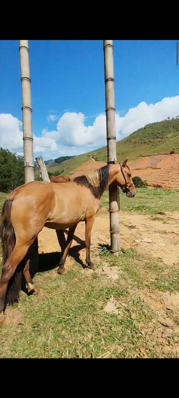 Potro baio diferenciado  - Foto 3