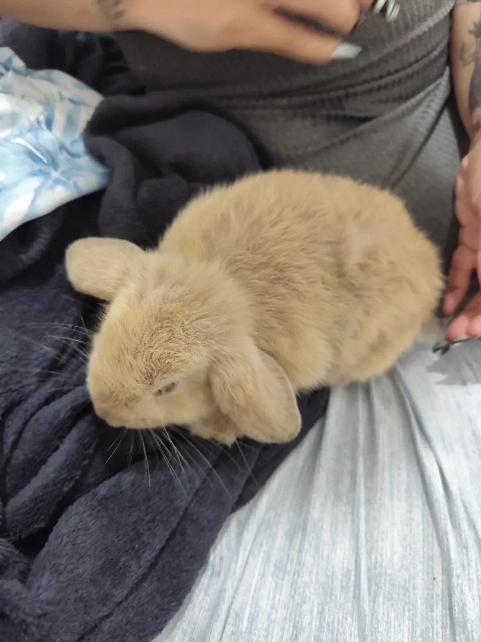 Coelho mini loop - Foto 2