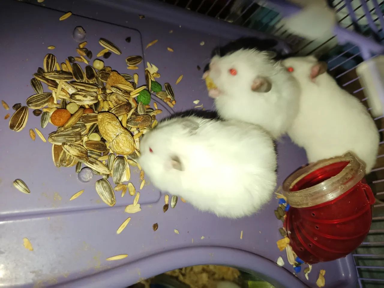 Hamster sírios  - Foto 4