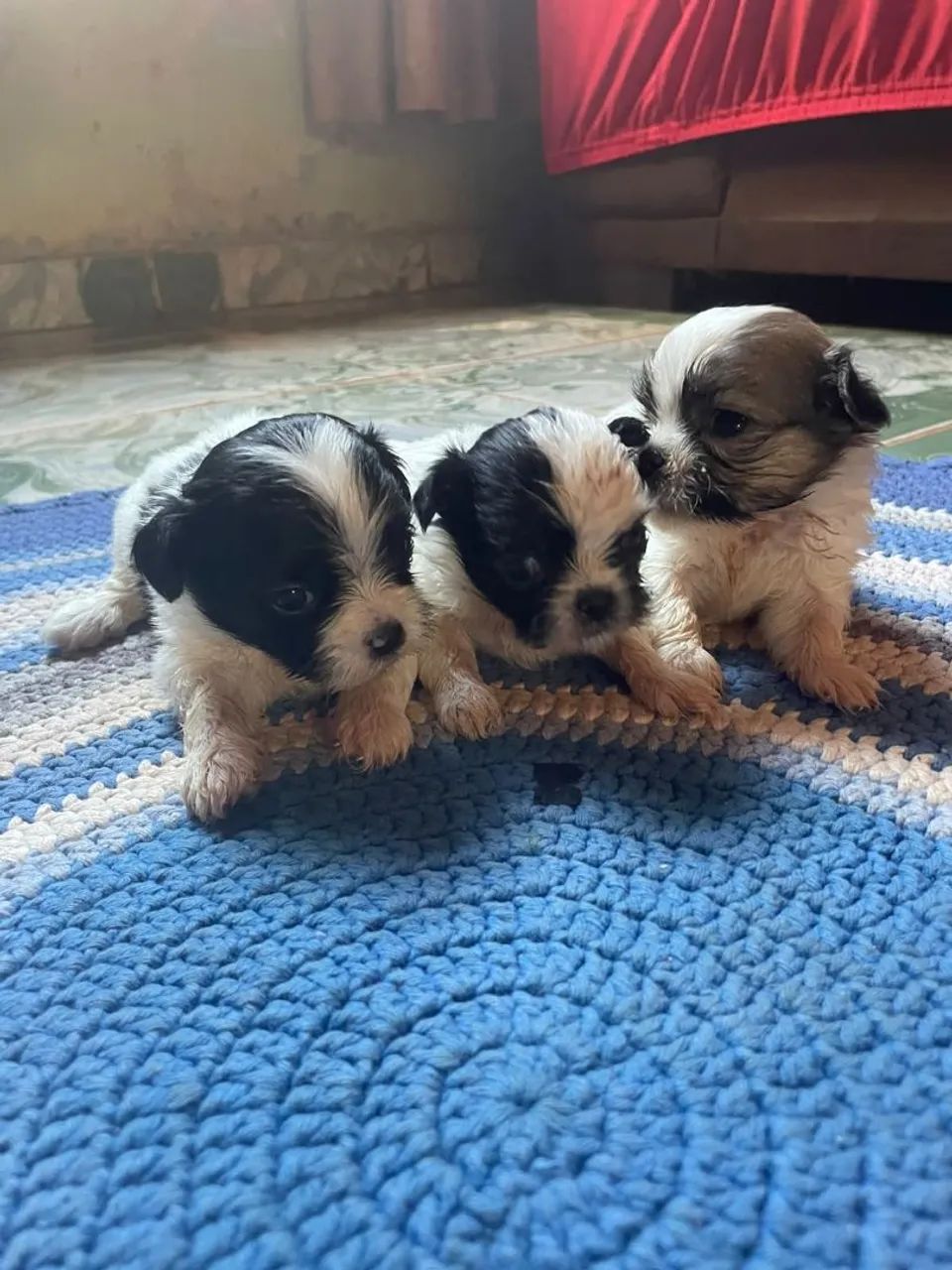 Vendo filhotes de shihtzu - Foto 5