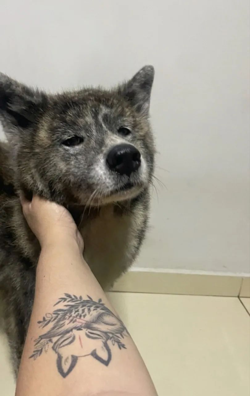 Akita  - Foto 3