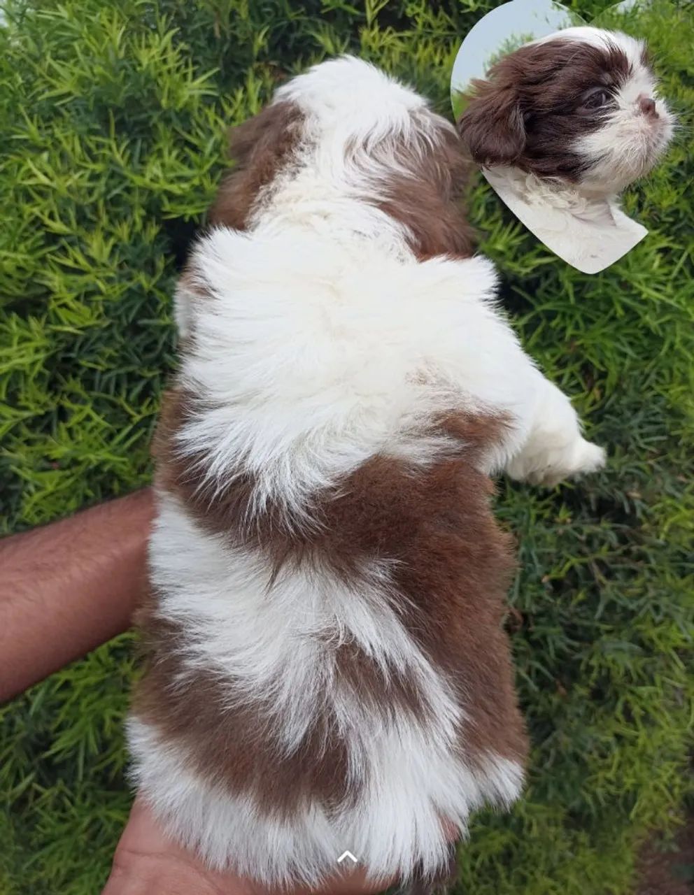 Shih tzu 