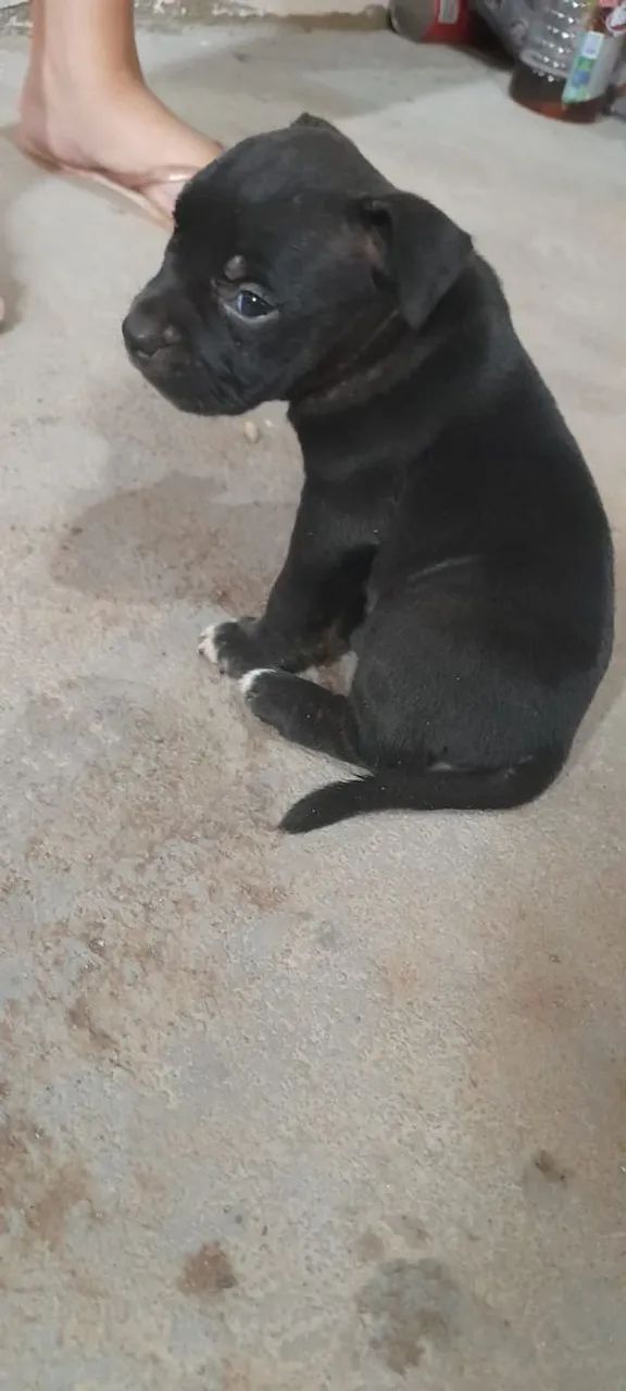 American Bully  - Foto 4