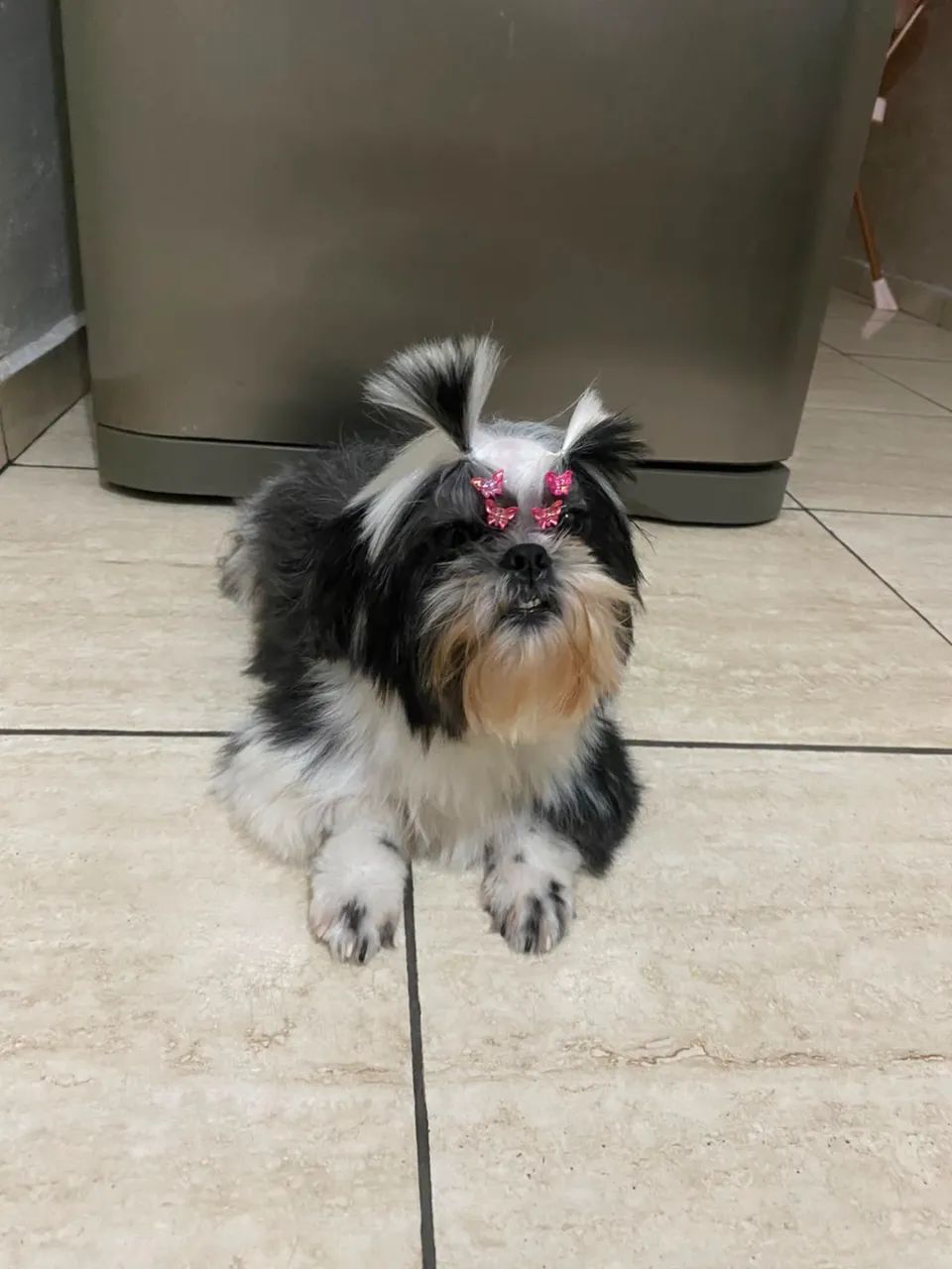 Cachorro  - Foto 4