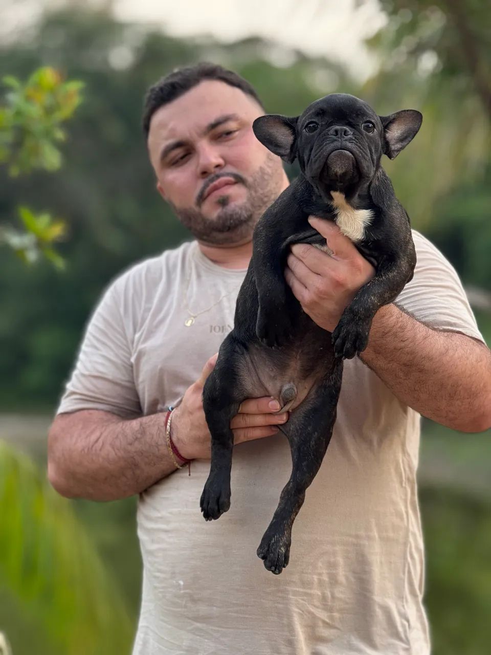 Filhote de buldogue francês  - Foto 6