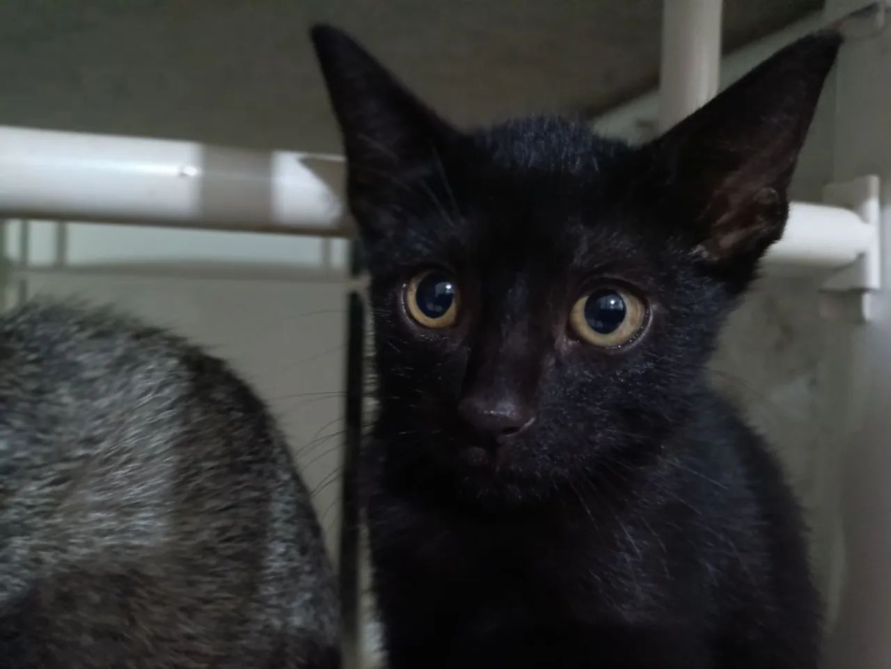 Doação de Gatos  - Foto 4