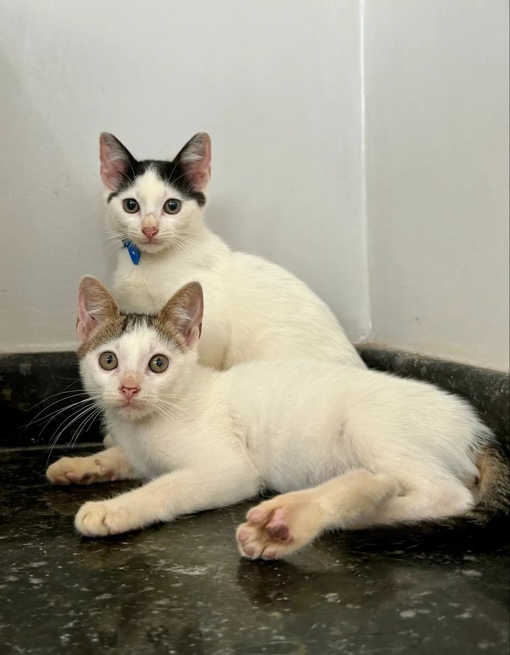 Gato gatinho filhote tigrado castrado para adoção  - Foto 2