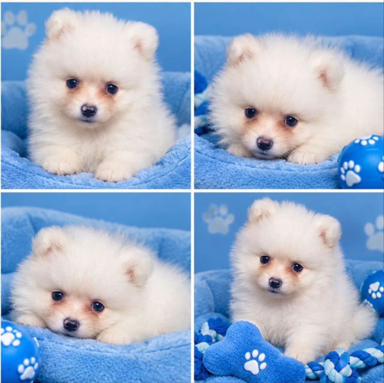 BB LINDO SPITZ ALEMÃO 