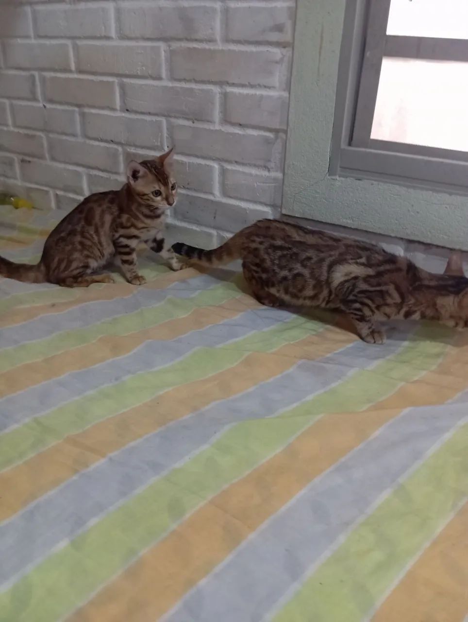 BENGAL c pedigree Tropicats  - Foto 2
