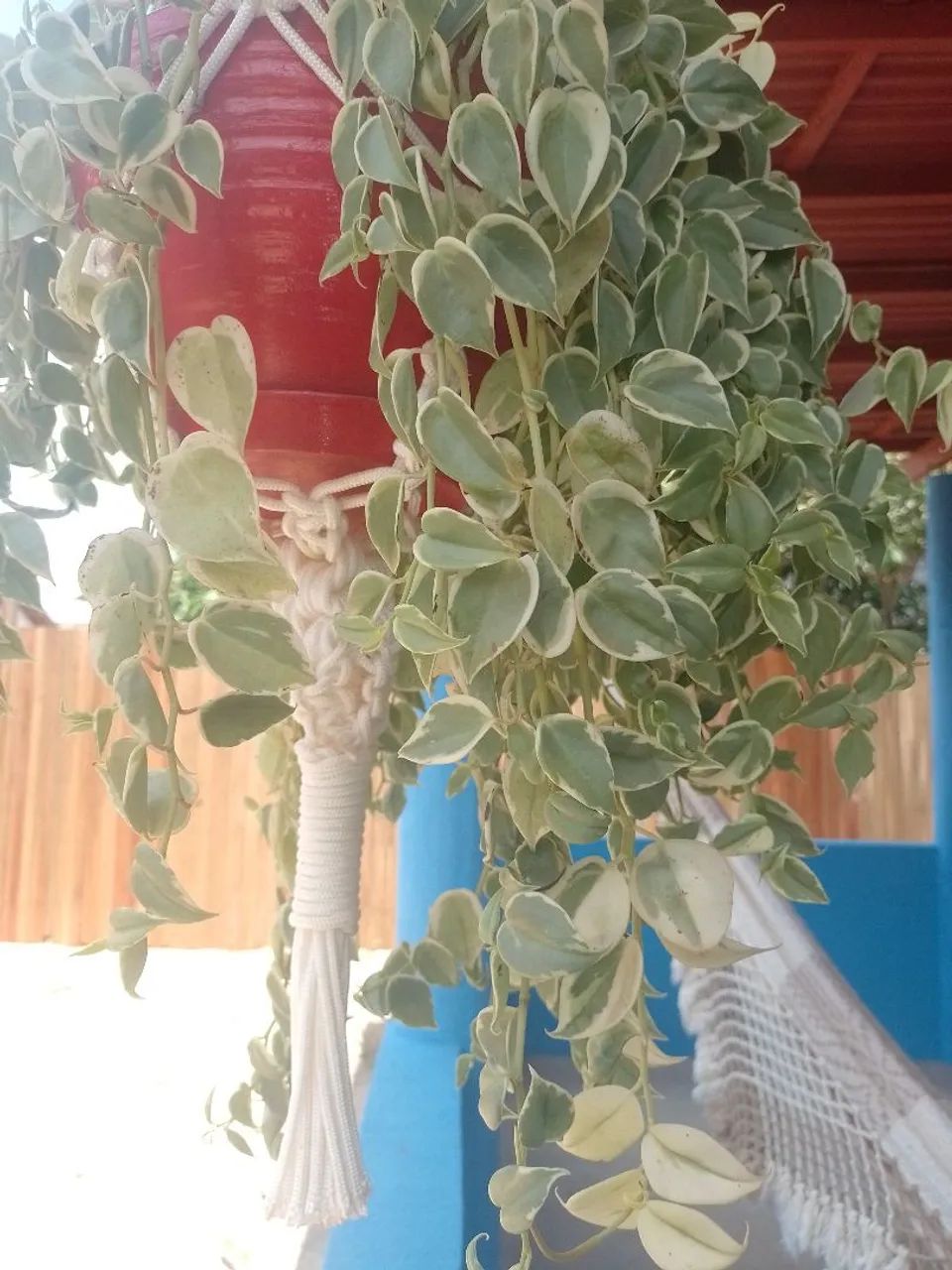 Planta com suporte decorado  - Foto 4