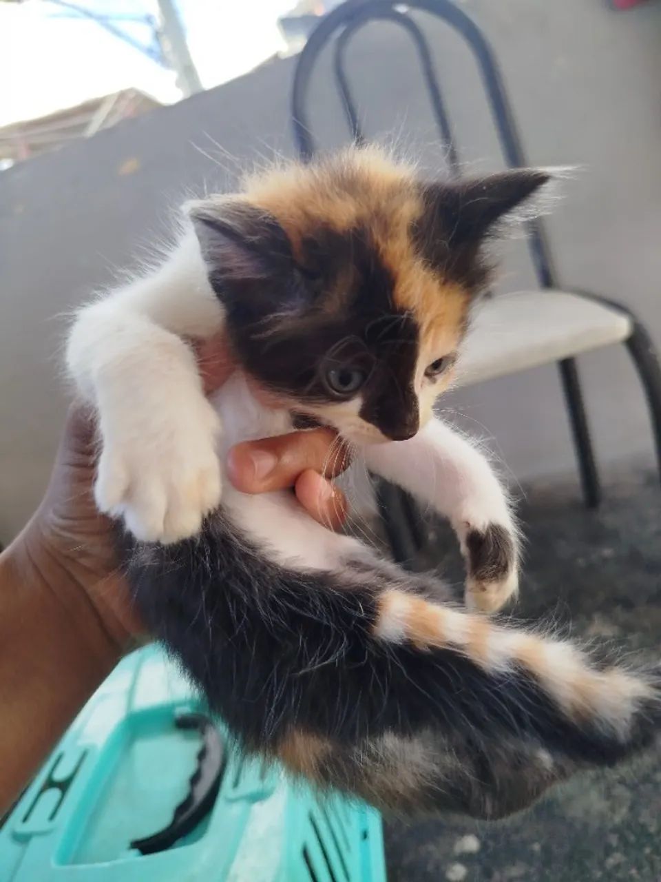 Doa-se gatinhos  - Foto 3