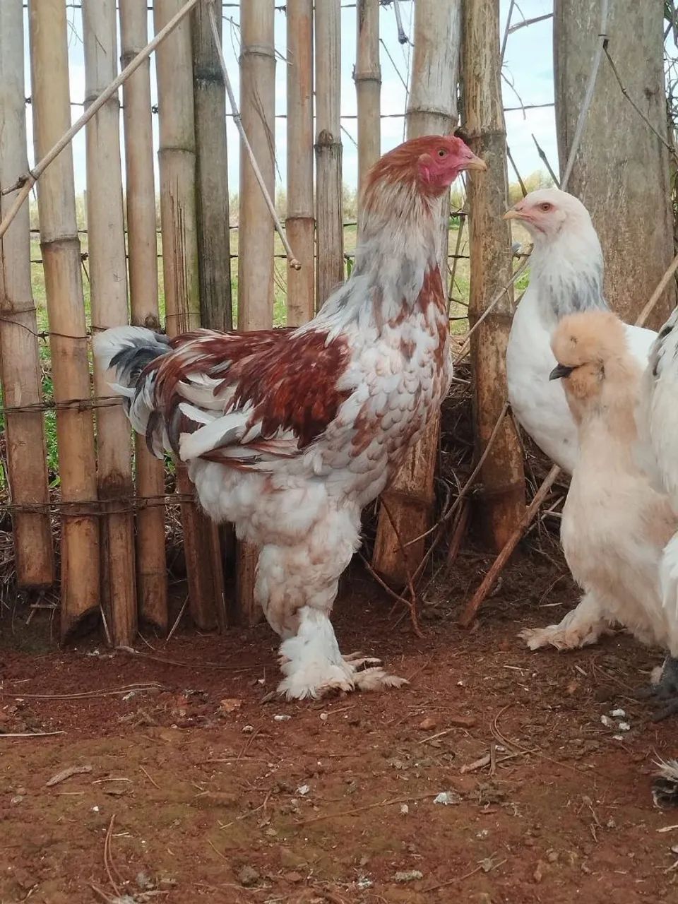 Frango Brahama  - Foto 4