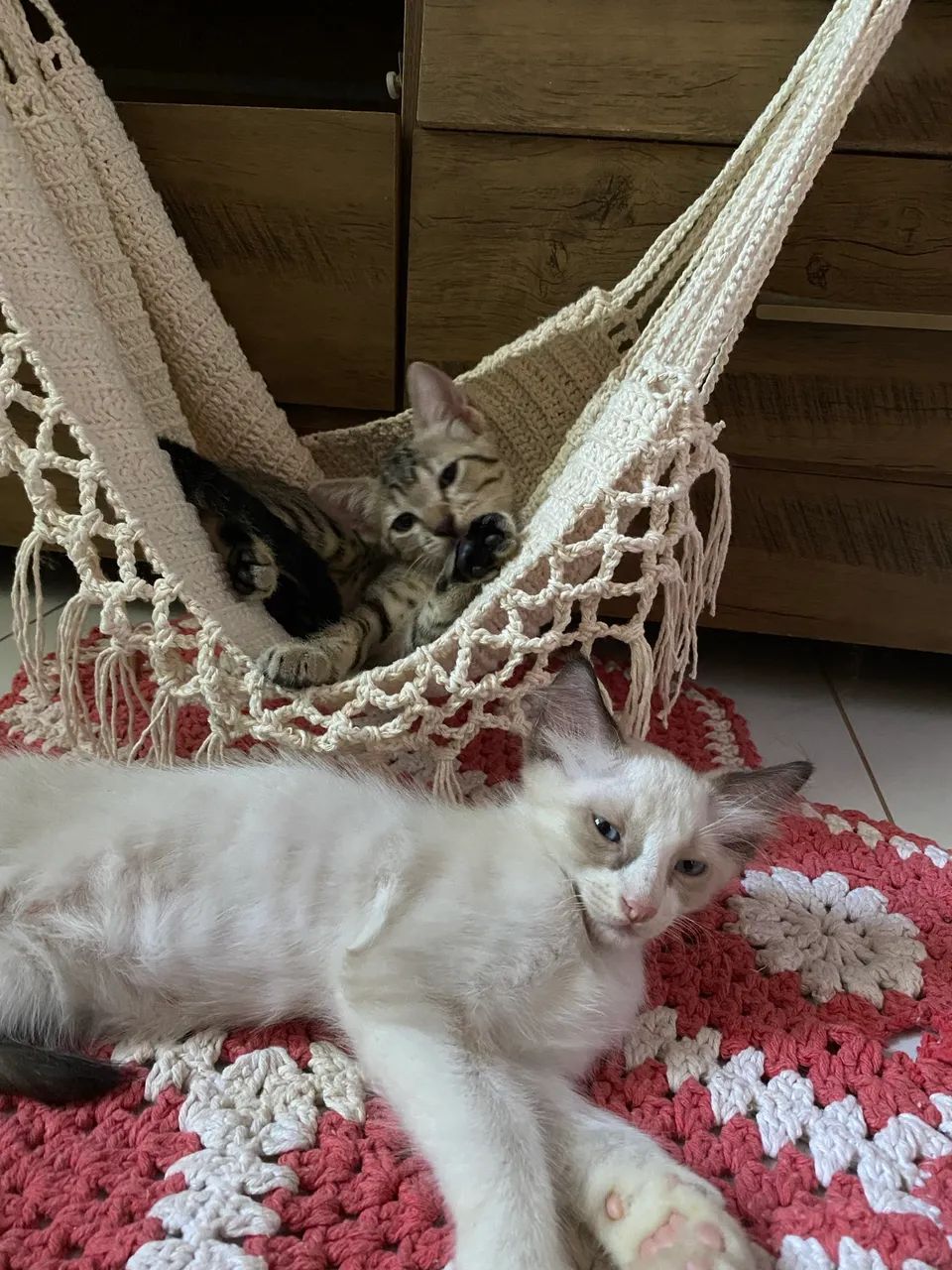Gatinhos para doação  - Foto 5