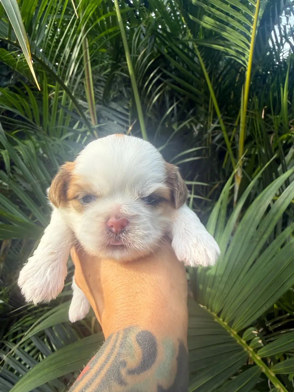 Shihtzu macho  - Foto 3