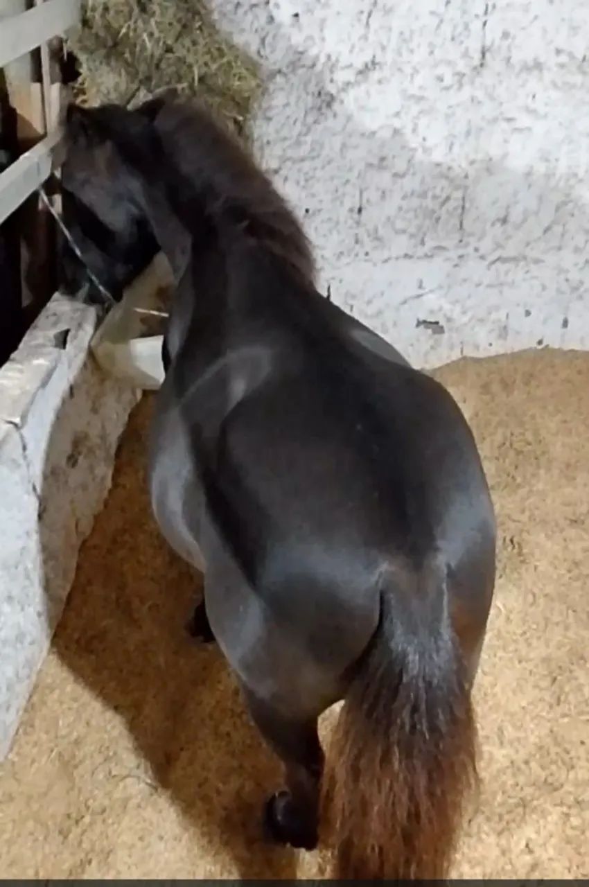 Mini pônei 