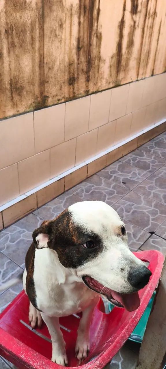 Doação  - Foto 3