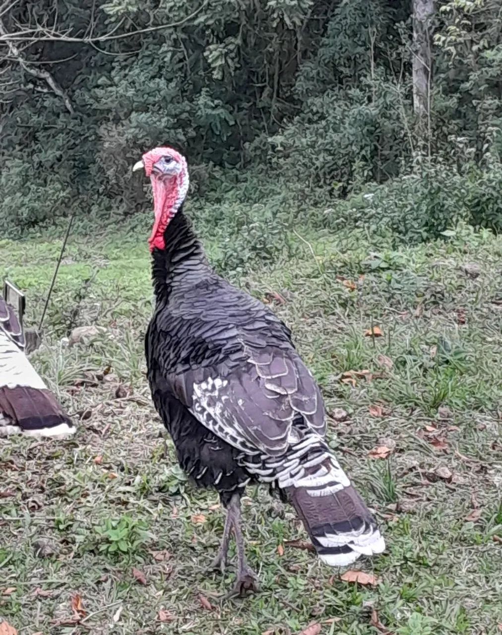 Peru macho - Foto 2