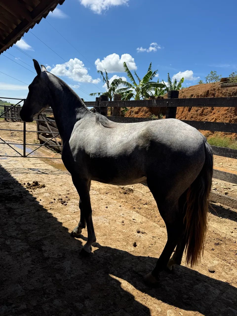 Égua Mangalarga Marchador - Foto 5