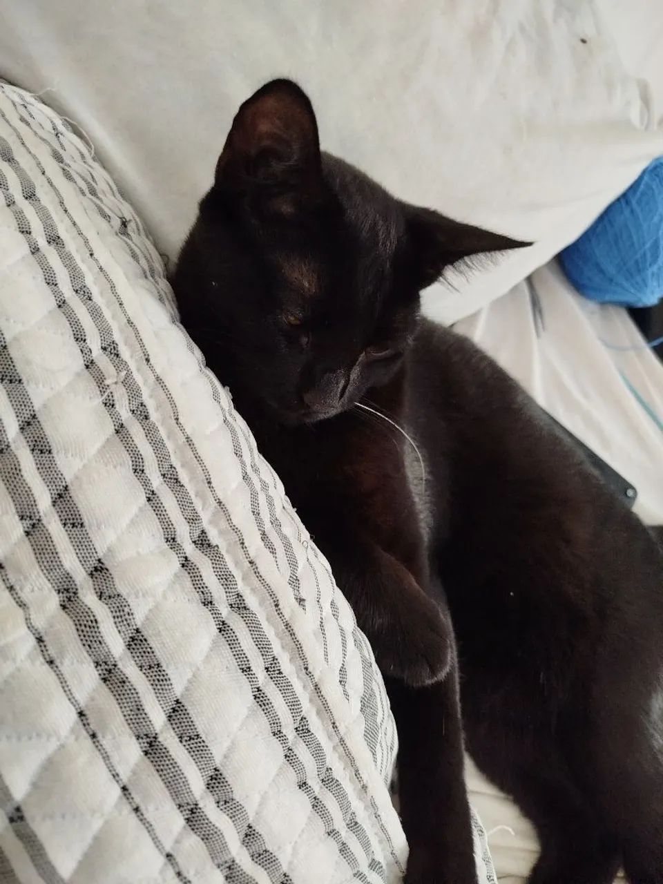Adoção de gatinhos  - Foto 3