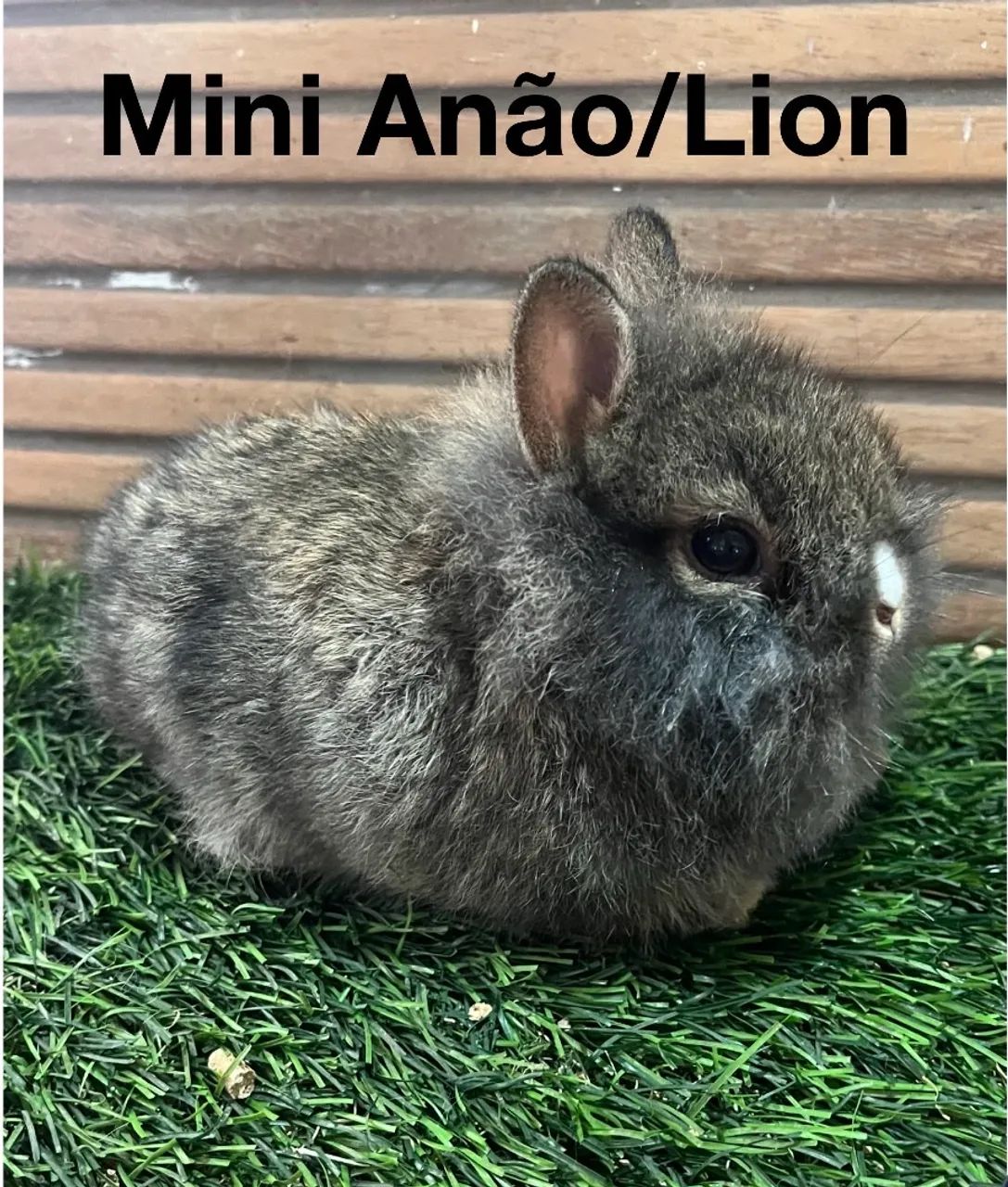 Mini coelho - Foto 3