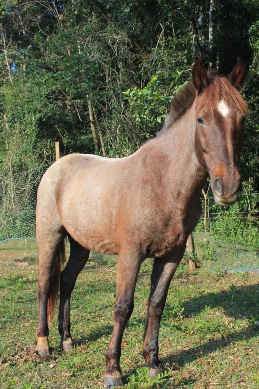Cavalo Criolo 