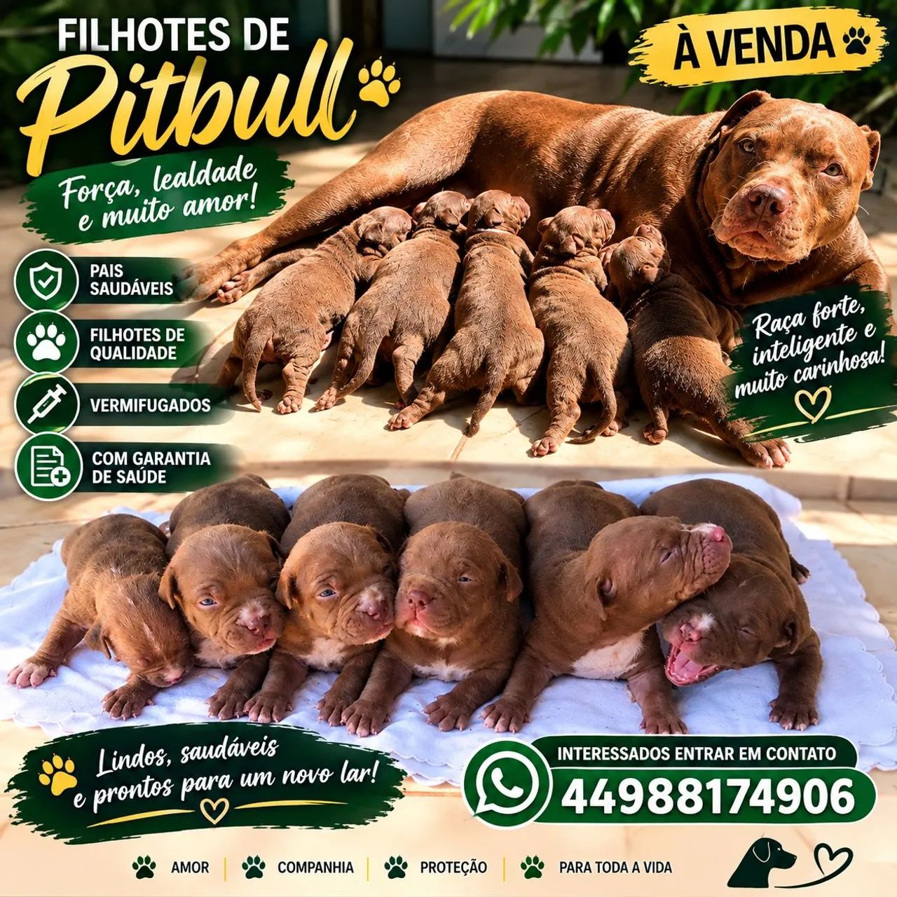 Pitbull  - Foto 2
