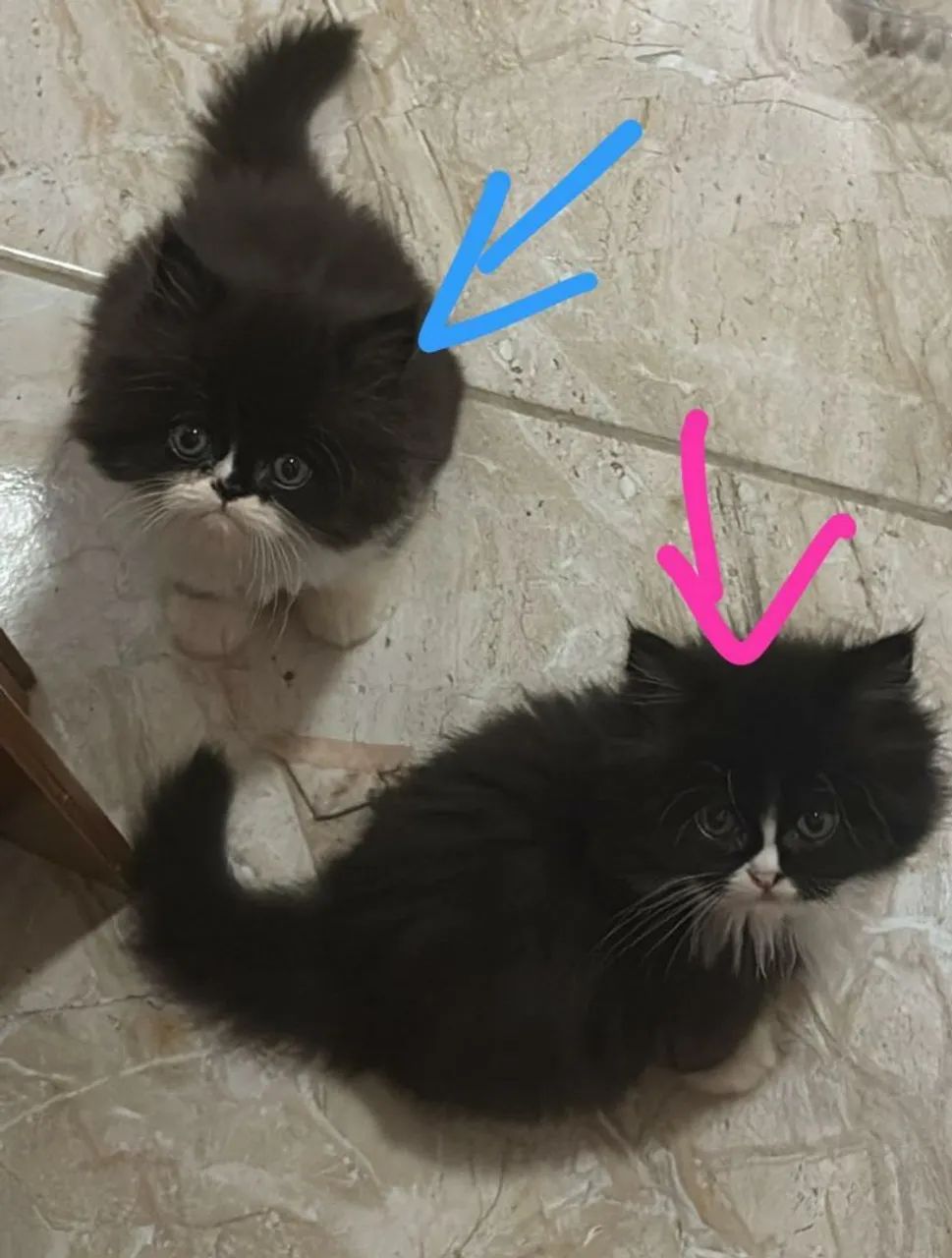 Lindinhos 45 dias - Foto 4