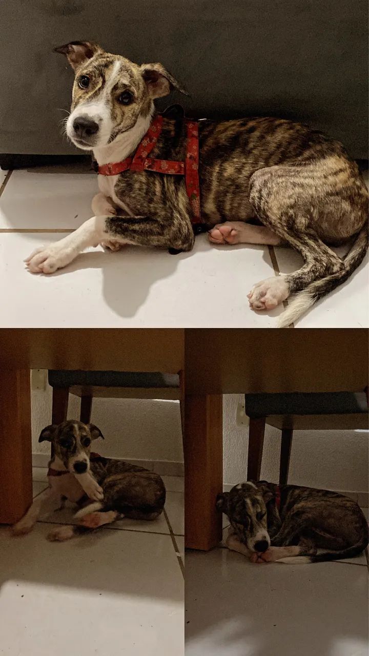 Cadela filhote - Foto 2