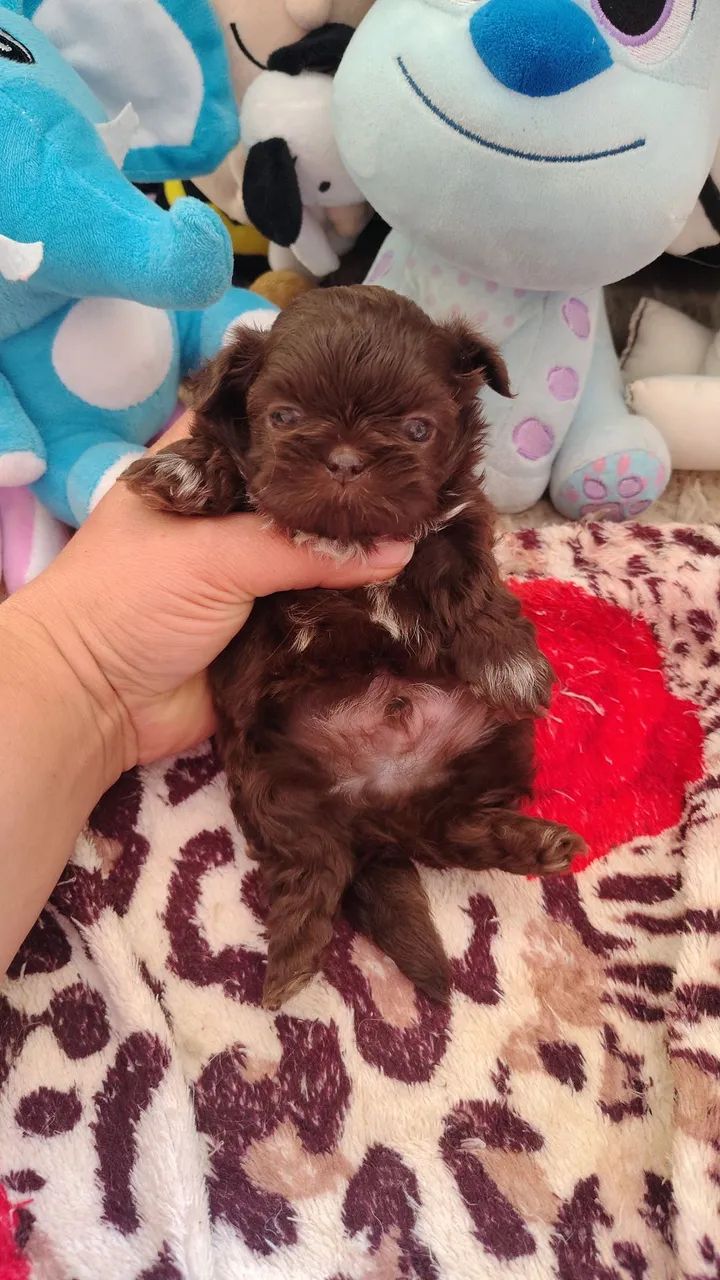 Micro bebês chocolate ?