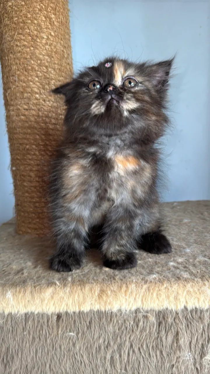 Gata fêmea persa  - Foto 3