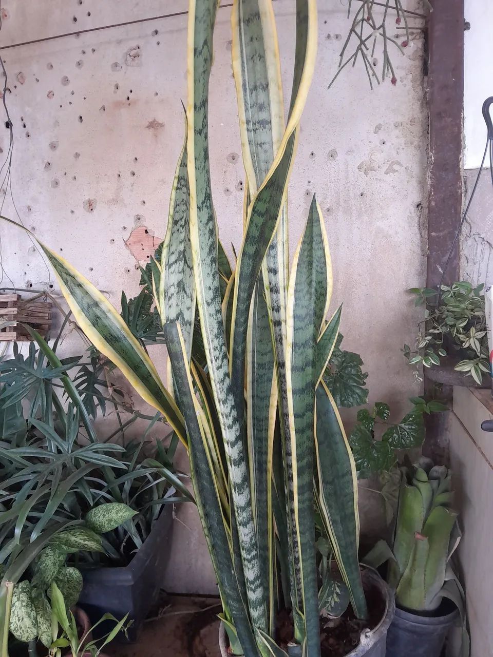 Plantas já pegadas - Foto 2