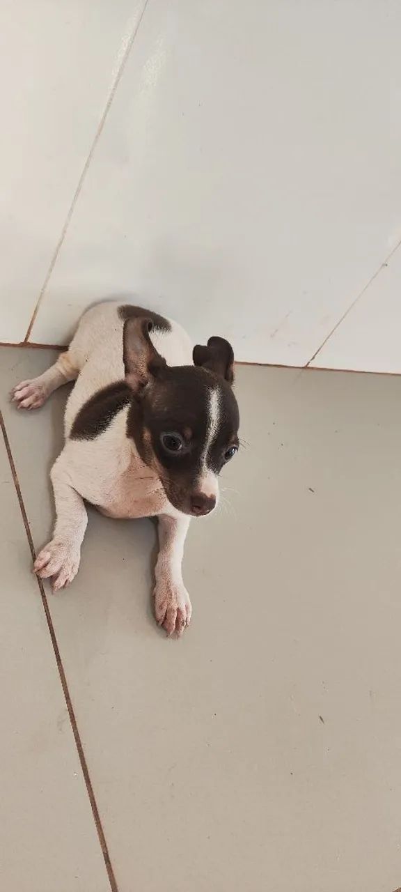 Pinscher 2 meses  - Foto 4