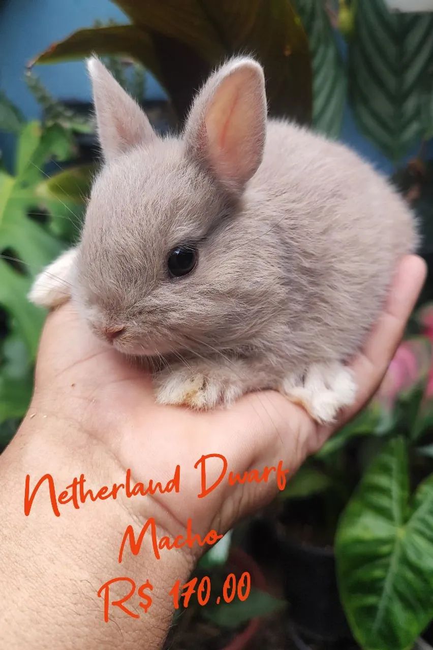 Mini Netherland Dwarf Rabbit65569150333954123