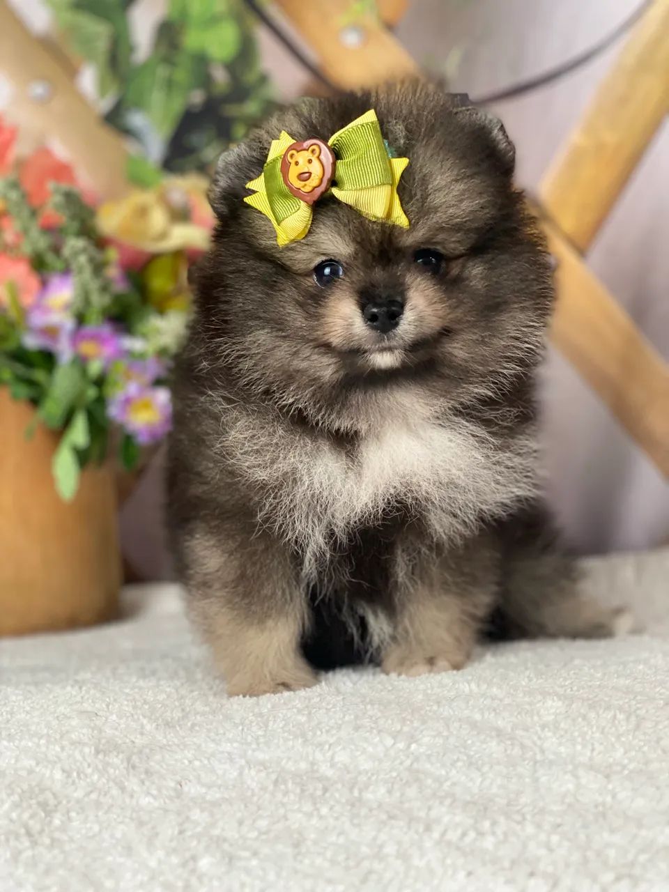 Macho de Spitz alemão  - Foto 4